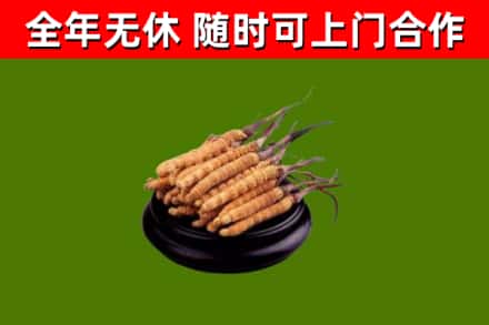 萧县回收冬虫夏草